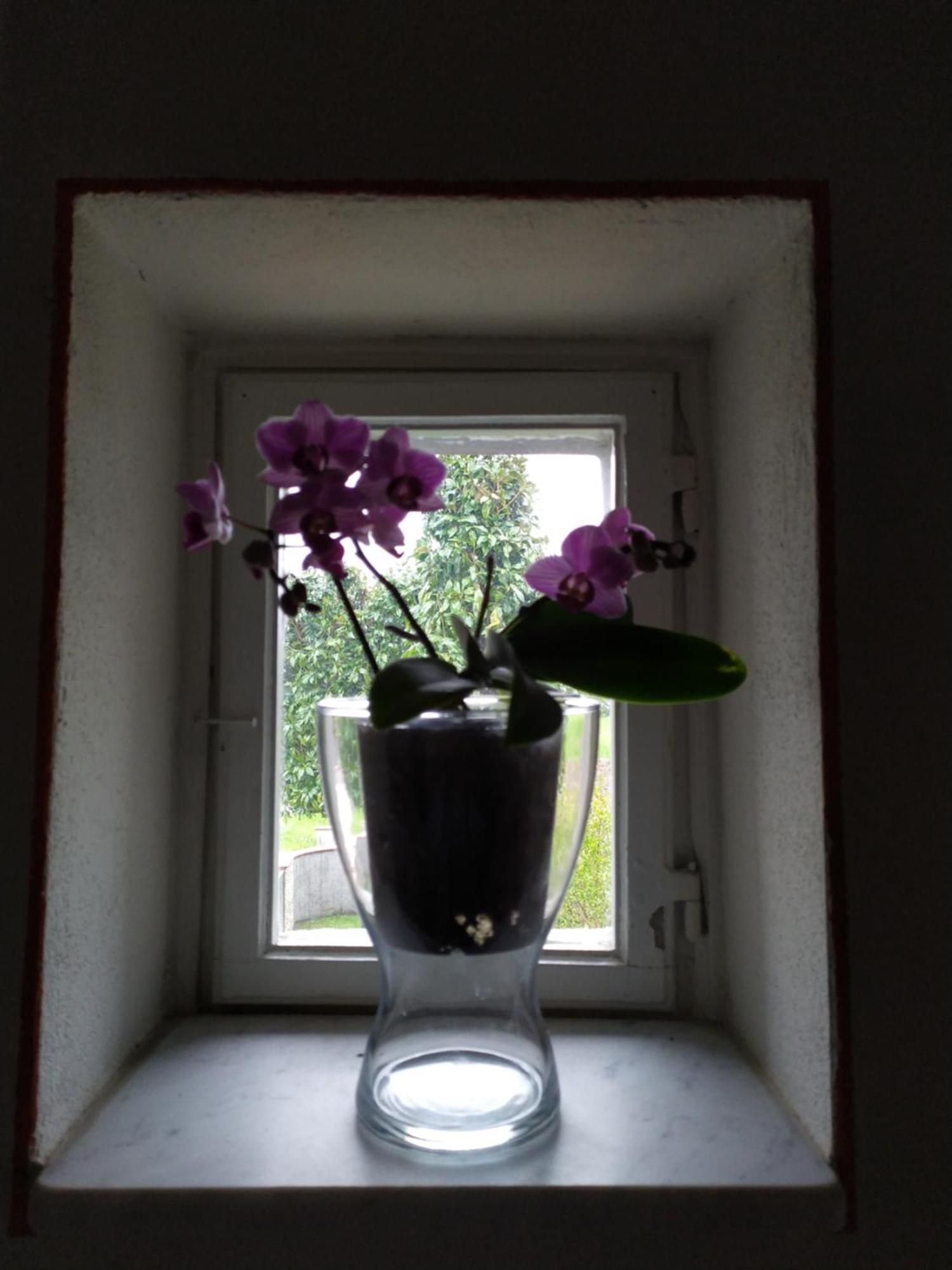 Bed and Breakfast Le Rondini Di San Donato Lucca Exterior foto